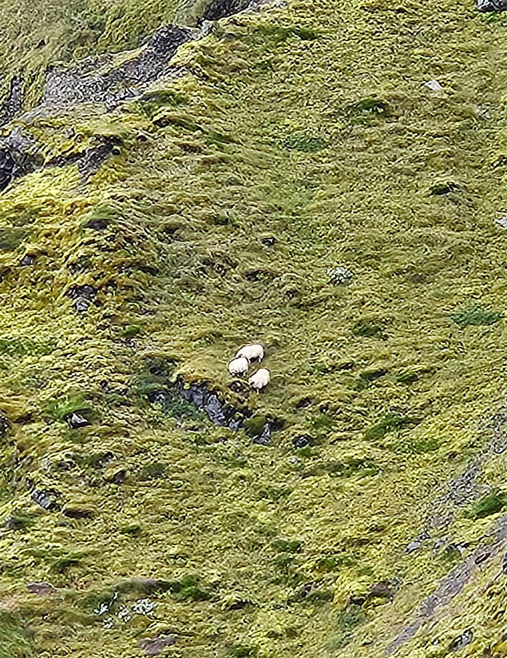 Three sheep on moutain